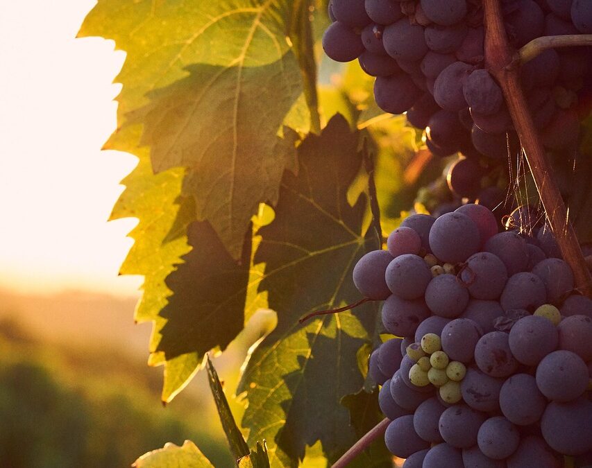 Gwin Beaujolais